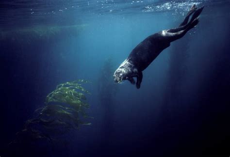 Otter .